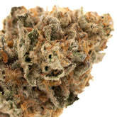 Jessica Rabbit THCa Flower Full-Term - Plants